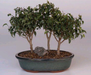 Ficus Too Little Bonsai Tree - 3 Tree Forest Group  ( ficus benjamina  "too little") - Culture Kraze Marketplace.com