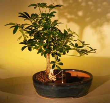 Hawaiian Umbrella Bonsai Tree  Land/Water Pot - Medium   (arboricola schefflera 'luseanne') - Culture Kraze Marketplace.com