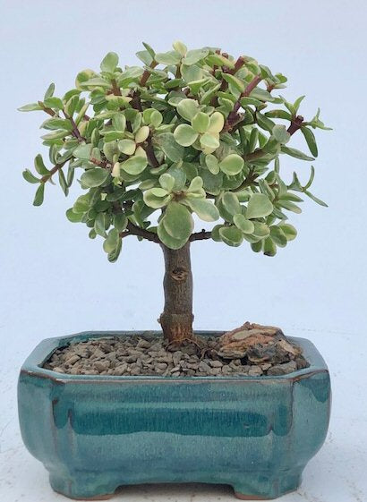 Baby Jade Bonsai Tree Variegated - Medium   (portulacaria afra variegata) - Culture Kraze Marketplace.com