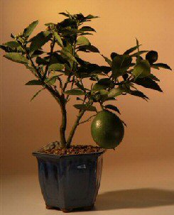 Flowering Lemon Bonsai Tree   (meyer lemon) - Culture Kraze Marketplace.com