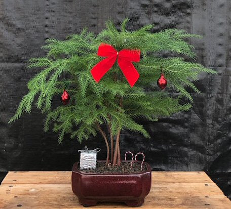 Norfolk Island Pine - With Decorations   (araucaria heterophila) - Culture Kraze Marketplace.com