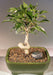 Oriental Ficus Bonsai Tree - Small Coiled Trunk  (ficus benjamina 'orientalis') - Culture Kraze Marketplace.com