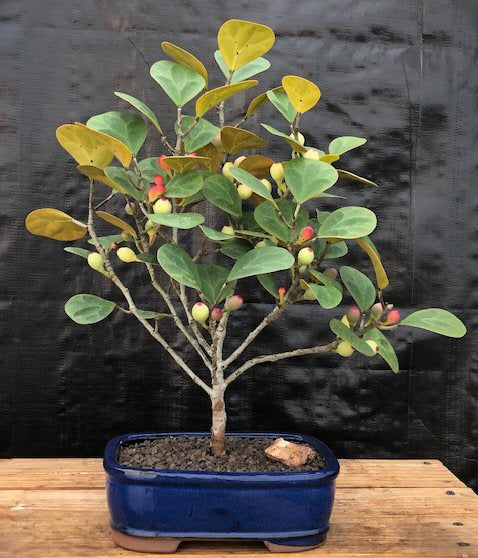 Mistletoe Fig Bonsai Tree  (ficus diversifolia) - Culture Kraze Marketplace.com