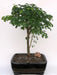 Flowering Brazilian Raintree Bonsai Tree Large   (pithecellobium tortum) - Culture Kraze Marketplace.com