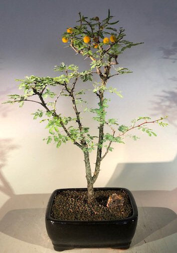 Flowering Dwarf Sweet Acacia Bonsai Tree   (acacia farnesiana) - Culture Kraze Marketplace.com