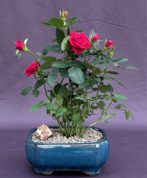 Flowering Red Mini Rose  Tiny Red - Culture Kraze Marketplace.com