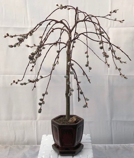 Flowering Weeping Pussy Willow Bonsai Tree   (salix caprea 'kilmarnock') - Culture Kraze Marketplace.com
