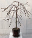 Flowering Weeping Pussy Willow Bonsai Tree   (salix caprea 'kilmarnock') - Culture Kraze Marketplace.com