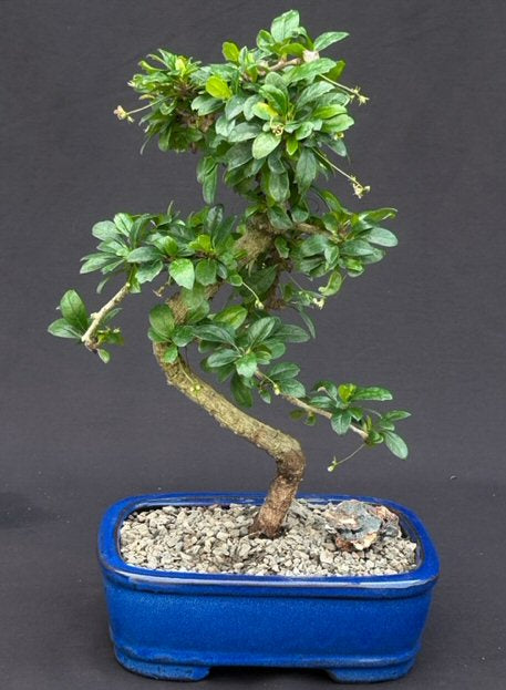 Flowering Fukien Tea Bonsai Tree - Medium  Curved Trunk Style   (ehretia microphylla) - Culture Kraze Marketplace.com