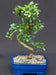Flowering Fukien Tea Bonsai Tree - Medium  Curved Trunk Style   (ehretia microphylla) - Culture Kraze Marketplace.com
