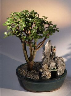 Baby Jade Bonsai Tree Stone Landscape Scene  (portulacaria afra) - Culture Kraze Marketplace.com