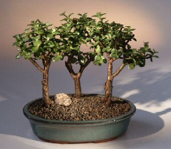 Baby Jade - 3 Bonsai Tree Group  (portulacaria afra) - Culture Kraze Marketplace.com