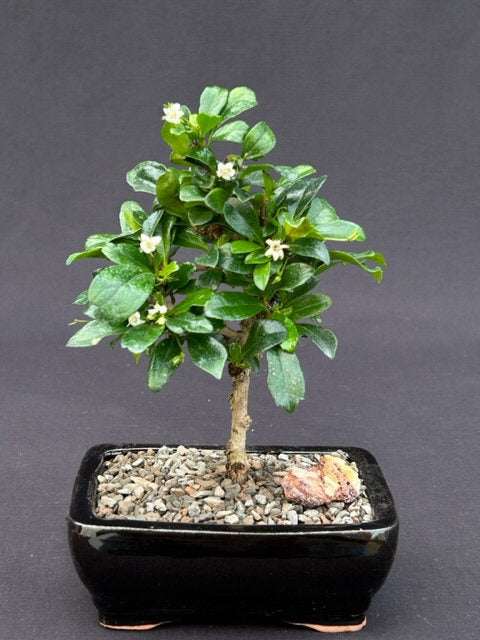 Fukien Tea Bonsai Tree - Small  Straight Trunk Style   (ehretia microphylla) - Culture Kraze Marketplace.com
