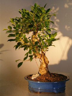 Ficus Retusa Bonsai Tree    Curved Trunk - Extra Large   (ficus retusa) - Culture Kraze Marketplace.com