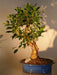 Ficus Retusa Bonsai Tree    Curved Trunk - Extra Large   (ficus retusa) - Culture Kraze Marketplace.com
