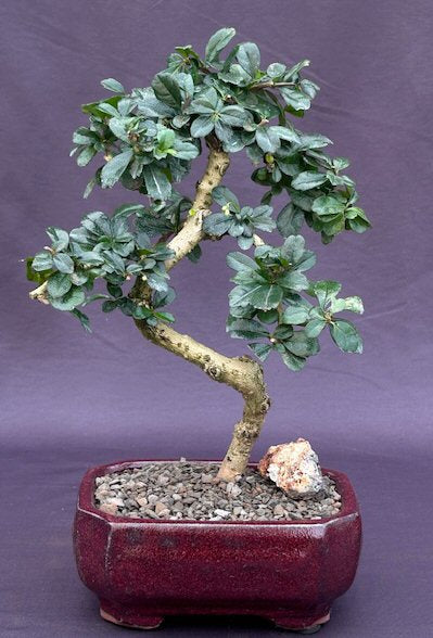 Flowering Fukien Tea  Bonsai Tree - Small  Curved Trunk Style (ehretia microphylla) - Culture Kraze Marketplace.com