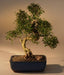 Chinese Flowering White Serissa  Bonsai Tree of a Thousand Stars  Curved Trunk Style  Extra Large   (serissa japonica) - Culture Kraze Marketplace.com
