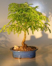 Flowering Tamarind Bonsai Tree - Large   (tamarindus indica) - Culture Kraze Marketplace.com
