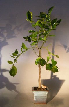 Flowering Persian Lime  Bonsai Tree   (citrus latifolia) - Culture Kraze Marketplace.com