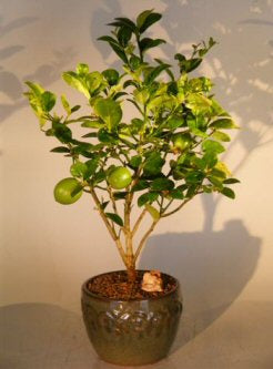 Key Lime Bonsai Tree   (citrus aurantifolia) - Culture Kraze Marketplace.com