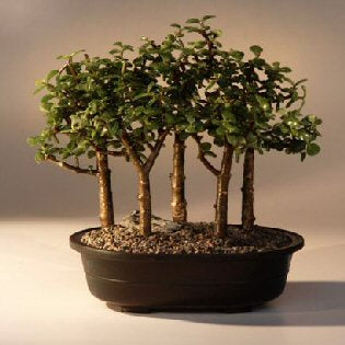 Baby Jade Bonsai Tree  Five Tree Forest Group   (Portulacaria Afra) - Culture Kraze Marketplace.com