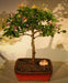 Flowering Lavender Star Flower Bonsai Tree - Large   (Grewia Occidentalis) - Culture Kraze Marketplace.com