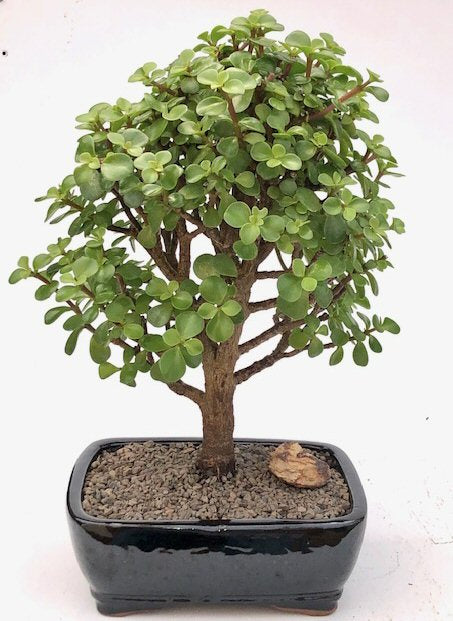 Baby Jade  Bonsai Tree - Large   (Portulacaria Afra) - Culture Kraze Marketplace.com