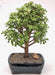 Baby Jade  Bonsai Tree - Large   (Portulacaria Afra) - Culture Kraze Marketplace.com