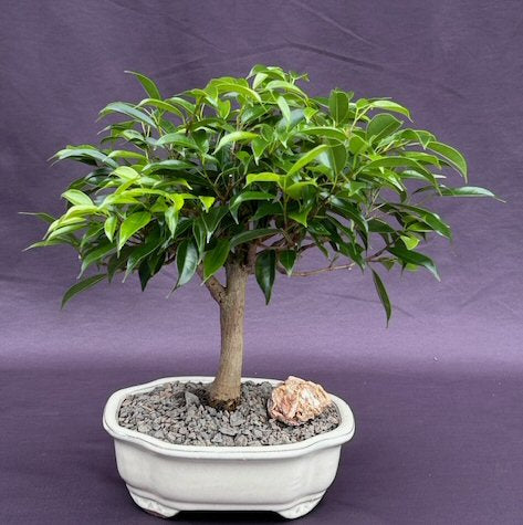 Oriental Ficus Bonsai Tree - Medium  (ficus benjamina 'orientalis') - Culture Kraze Marketplace.com