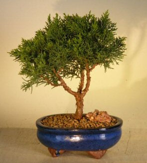 Shimpaku Bonsai Tree - Medium  (shimpaku itoigawa) - Culture Kraze Marketplace.com