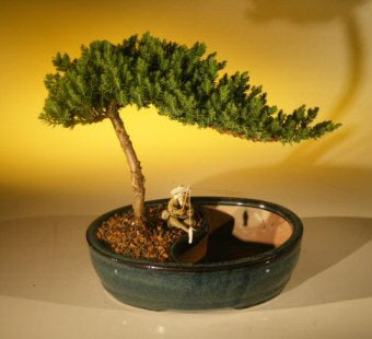 Juniper Bonsai Tree/Water Bonsai Pot - Medium  (juniper procumbens "nana") - Culture Kraze Marketplace.com