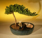 Juniper Bonsai Tree/Water Bonsai Pot - Medium  (juniper procumbens "nana") - Culture Kraze Marketplace.com