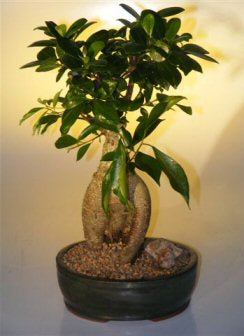 Ginseng Ficus Bonsai Tree - Large   (Ficus Retusa) - Culture Kraze Marketplace.com
