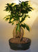 Ginseng Ficus Bonsai Tree - Large   (Ficus Retusa) - Culture Kraze Marketplace.com