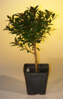 Pre Bonsai Flowering Brush Cherry Bonsai Tree - Small  (eugenia myrtifolia) - Culture Kraze Marketplace.com