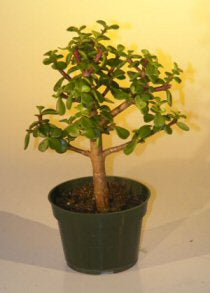 Pre Bonsai Baby Jade Bonsai Tree  - Medium  (Portulacaria Afra) - Culture Kraze Marketplace.com
