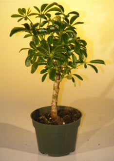 Pre Bonsai Hawaiian Umbrella Bonsai Tree - Small  (arboricola schefflera 'luseanne') - Culture Kraze Marketplace.com