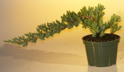 Pre Bonsai Juniper Bonsai Tree - Small   (Juniper Procumbens "nana") - Culture Kraze Marketplace.com