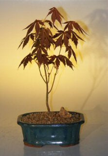 Japanese Red Maple Bonsai Tree - Small  (acer palmatum 'atropurpureum') - Culture Kraze Marketplace.com