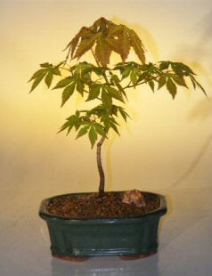 Japanese Green Maple Bonsai Tree - Small   (acer palmatum) - Culture Kraze Marketplace.com