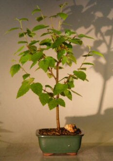 River  Birch Bonsai Tree  (betula nigra) - Culture Kraze Marketplace.com