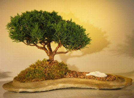 Shimpaku Juniper Bonsai Tree Planted on a Rock Slab   (juniperus chinensis) - Culture Kraze Marketplace.com