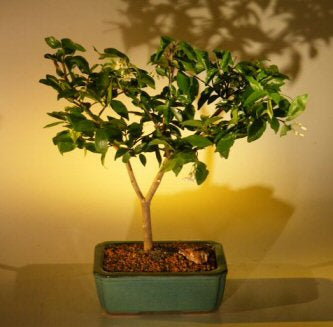 Flowering Water Jasmine Bonsai Tree - Medium   (wrightia religiosa) - Culture Kraze Marketplace.com