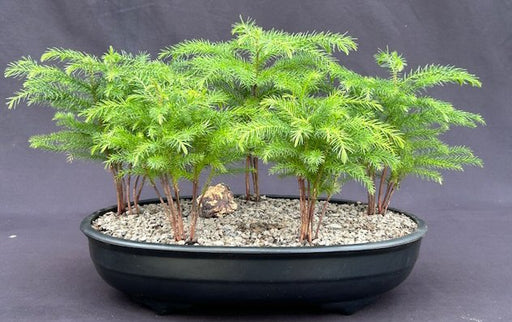 Norfolk Island Pine Bonsai Tree Five Tree Forest Group  (araucaria heterophila) - Culture Kraze Marketplace.com