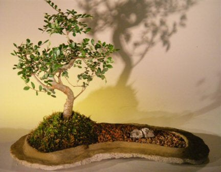 Chinese Elm Bonsai Tree  On Rock Slab  (ulmus parvifolia) - Culture Kraze Marketplace.com