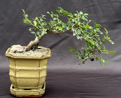 Chinese Elm Bonsai Tree - Semi Cascade Style  (ulmus parvifolia) - Culture Kraze Marketplace.com