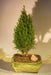 European Cypress Evergreen Bonsai Tree   (chamaecypari Iawsoniana 'ellwoodii') - Culture Kraze Marketplace.com