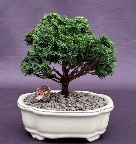 Hinoki Cypress Bonsai Tree  - Medium  (chamecyparis obtusa 'compacta') - Culture Kraze Marketplace.com