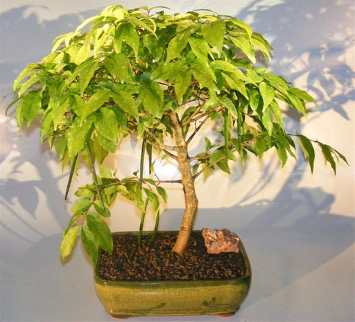 Flowering Water Jasmine Bonsai Tree - Large   (wrightia religiosa) - Culture Kraze Marketplace.com
