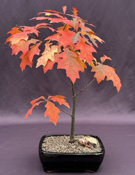 Pin Oak Bonsai Tree   ('quercus palustris') - Culture Kraze Marketplace.com